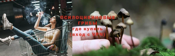 индика Богданович